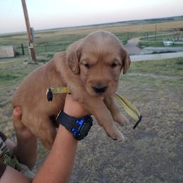 Yellow girl - Dark golden female Golden Retriever puppy in Merino, Colorado from High Plains Goldens