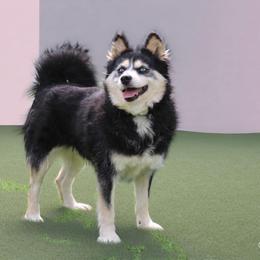 Raven - Pomsky