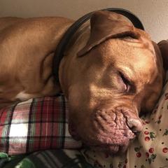 Dogues de Bordeaux from RockenCash DDB Kennel