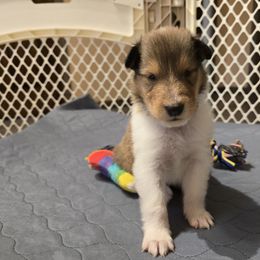 Collie Puppies from Rimma Collies
