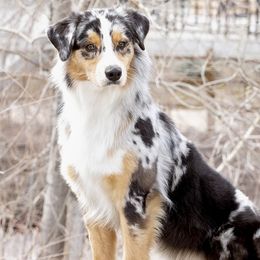 Australian Shepherds from Boujee Aussies