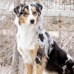 Australian Shepherds from Boujee Aussies