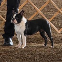 Olivia - Boston Terrier