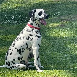 Dalmatians and Miniature Schnauzers from Bayou Schnauz and Dals