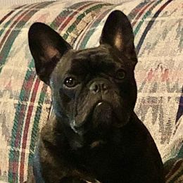 Charley - French Bulldog