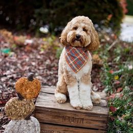 Goldendoodle puppies from KaZoo Doodles