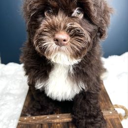 Wilson - Chocolate male Yorkipoo puppy in from Pink Poodles and Doodles