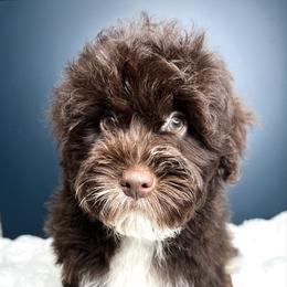 Wilson - Chocolate male Yorkipoo puppy in from Pink Poodles and Doodles