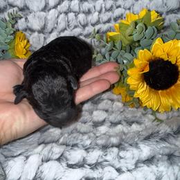Boy - Black male Goldendoodle puppy in Connecticut from Gracie Doodle