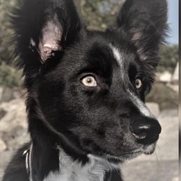 Border Collies from Rylas BCs