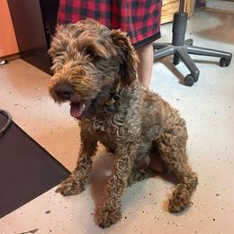 Dorothy - Schnoodle