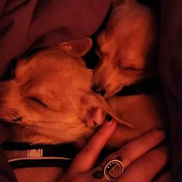 Nani/Sweetie - Cream and white Chihuahua puppy in Chesapeake, Virginia from Wonder Pups Chihuahuas