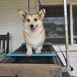 Pipin - Pembroke Welsh Corgi
