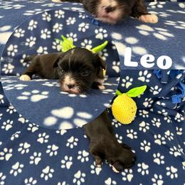 Leo - Black male Lhasa Apso puppy in Cincinnati, Ohio from Shangri-La Lhasa Apsos