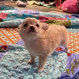 Butter - Gold female Chihuahua puppy in Summerfield, Florida from Uey’s Chihuahuas