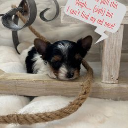 Biewer Terrier Puppies from Bouquet Biewers
