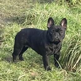 Camilla - French Bulldog