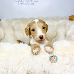 Harbor - Golden male Double Doodle puppy in Southwest Ranches, Florida from Dandy Doodle Ranch