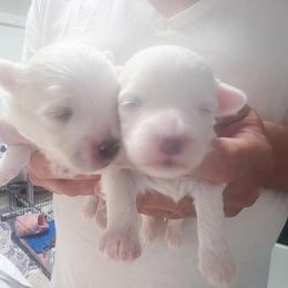 Sherlock - White male Maltese puppy in Belleville, Michigan from Michigan Maltese Puppies