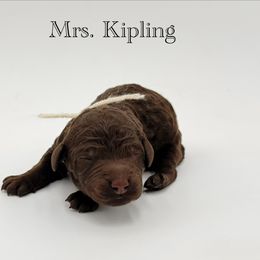 Mrs. Kipling - Chocolate female Goldendoodle puppy in Milford, Pennsylvania from Doodles Are Golden