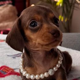 Haven - Chocolate and tan female Dachshund puppy in Wallingford, Kentucky from Hensley Homestead Dachshunds