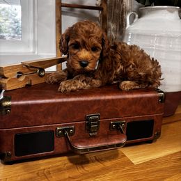 Teddy 11-15 pounds - Goldendoodle puppy from Jessica's Maltipoo and Goldendoodle