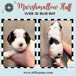 Marshmallow Fluff - Black and white male Bernedoodle puppy in Boiling Springs, South Carolina from OlliePups, LLC