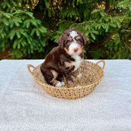 Vivian - Brown and white female Bernedoodle puppy in Bremen, Indiana from Farmland Doodles