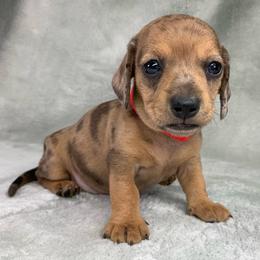 Female 4 - Dapple female Dachshund puppy in Birmingham, Alabama from LongBottomDachshunds