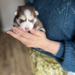 Kobuk - Chocolate male Pomsky puppy in Rathdrum, Idaho from Smart Pomskies and Frenchies
