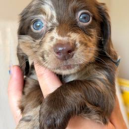 Blue Eyes Chocolate Dapple Male - Dapple male Dachshund puppy in Horizon City, Texas from Micah's Minis