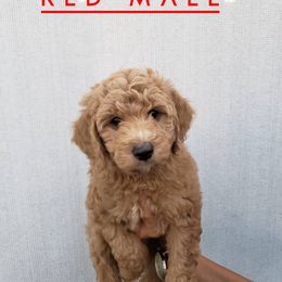 Goldendoodle Puppies from Hartman Goldendoodles
