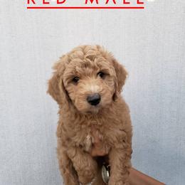 Goldendoodle Puppies from Hartman Goldendoodles