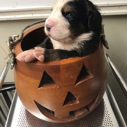 Girl 6 - Black rust and white female Bernese Mountain Dog puppy in Carlotta, California from Aunt-T’s Australian Shepherds
