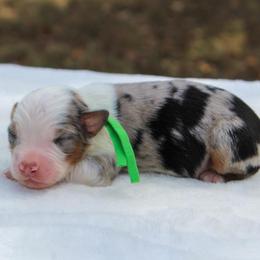 Crispin - Blue merle male Miniature Australian Shepherd puppy in Bauxite, Arkansas from J & B Mini Aussies