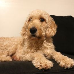 Ginger - Goldendoodle