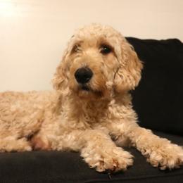 Ginger - Goldendoodle
