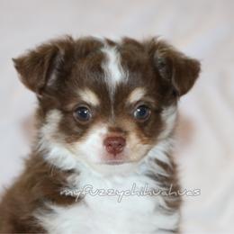 Claybel - Chocolate and white male Chihuahua puppy in Wakarusa, Indiana from My Fuzzy Chihuahuas