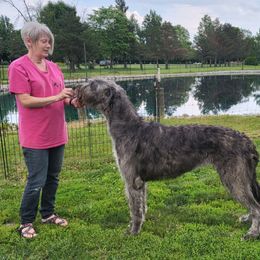 Irish Wolfhound Puppies from Stormborn Irish Wolfhounds