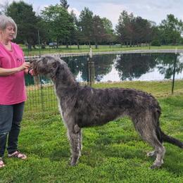 Irish Wolfhound Puppies from Stormborn Irish Wolfhounds