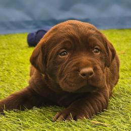 Chocolate male 3 - Chocolate male Labrador Retriever puppy in Clayton, Washington from Full House Ranch Labradors