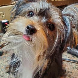 Tippy - Yorkshire Terrier