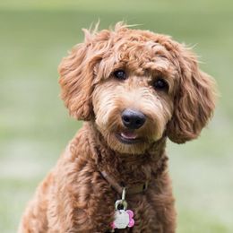 Goldendoodles from Acorn Acres Goldendoodles