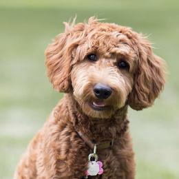 Goldendoodles from Acorn Acres Goldendoodles