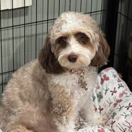 Serena - Cavapoo
