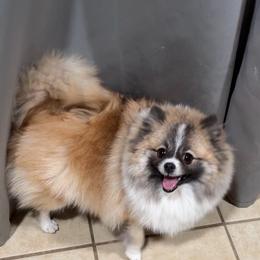 Barbi - Pomeranian