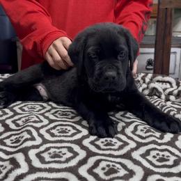 Black Brindle male - Black brindle male Cane Corso puppy in Clewiston, Florida from Far From Average Kennels