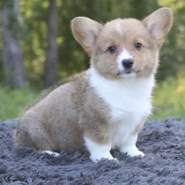Tempest - Sable female Pembroke Welsh Corgi puppy in Fayetteville, Arkansas from Intergalactic Corgis