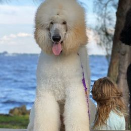 Poodles from RomLein Standard Poodle