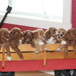 Cavapoo, Poodle, and Springerdoodle Puppies from Sugarland Puppies